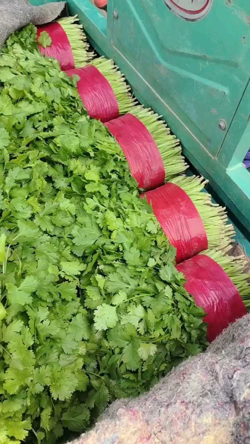【大叶香菜】山东香菜一手货源物美价廉对接商超批发