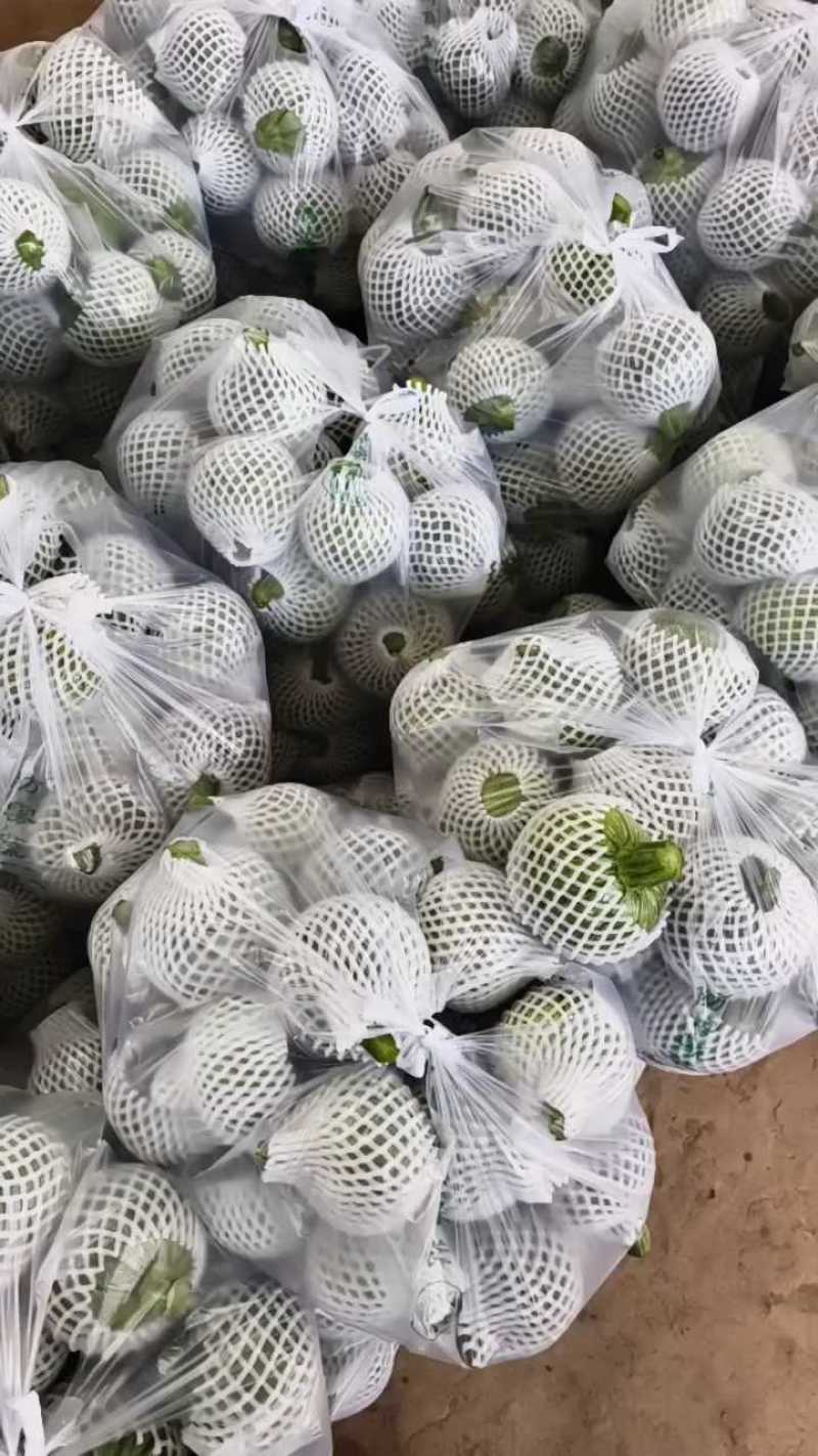 嫩南瓜小南瓜产地大量供应，价格不贵，欢迎订购。