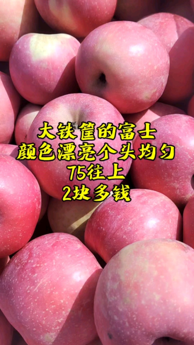 辽宁绥中富士苹果，全国发货，保质保量，价格便宜，欢迎选购