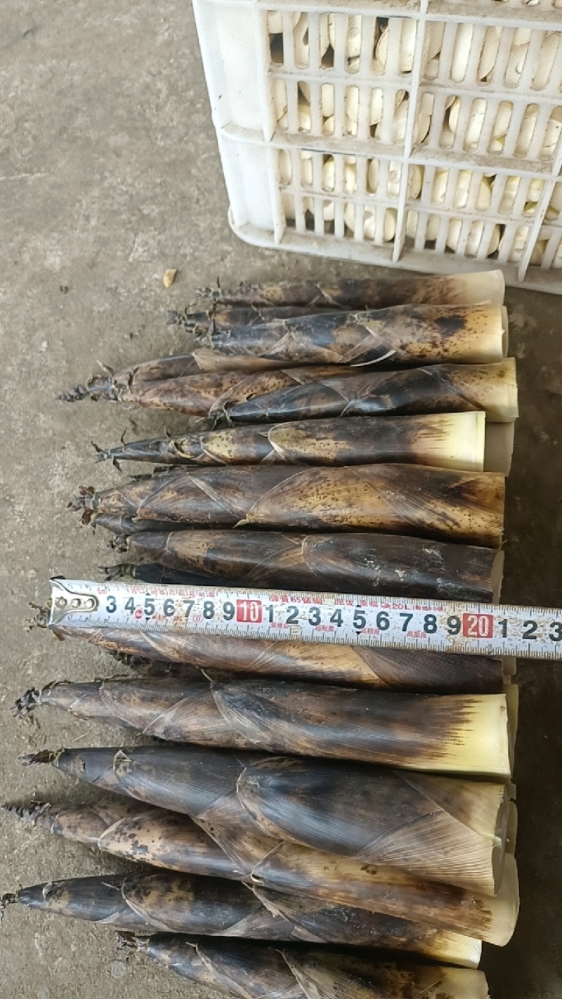新货上市！新鲜雷竹笋等你来挑～