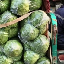 甘蓝大量有货，价格优惠！