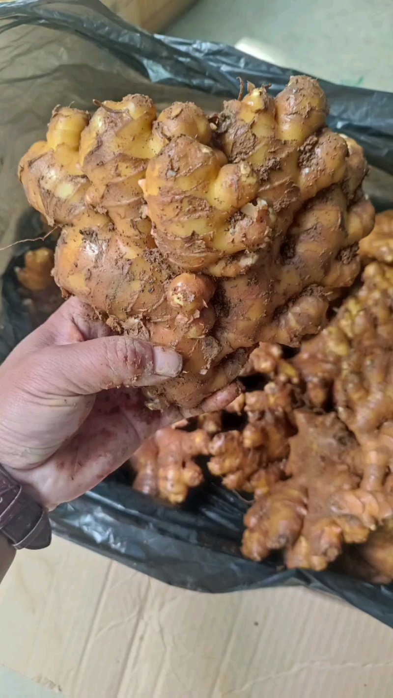 云南文山文山市生姜