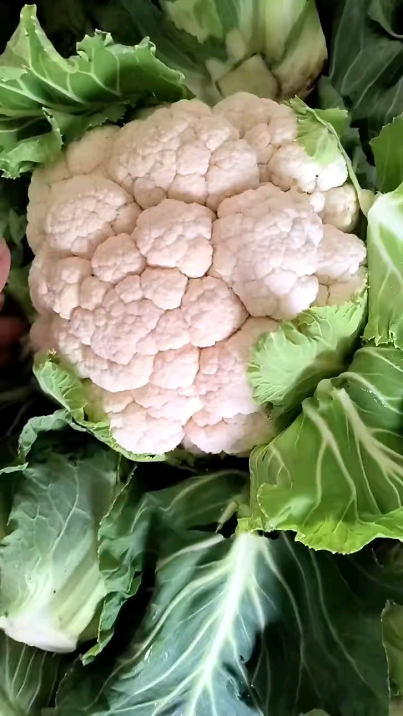 【实力推荐】陕西花菜，货源充足全国发货对接全国市场