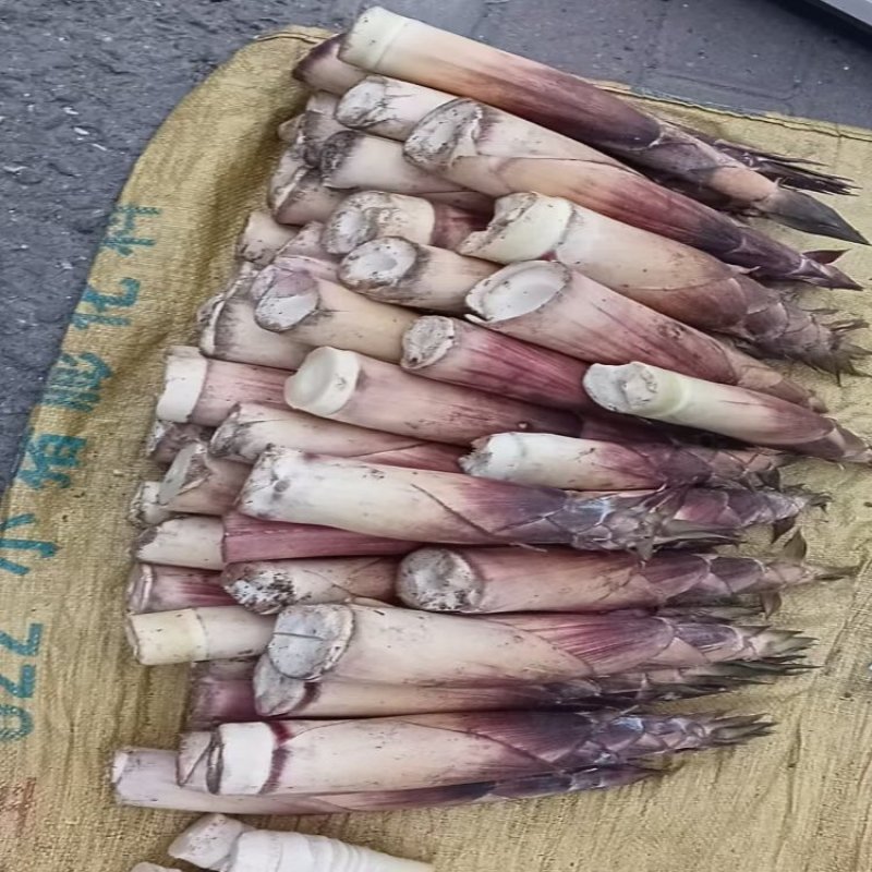 【热卖】苦笋产地直销量大质优价格优惠支持视频看货