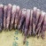 【热卖】苦笋产地直销量大质优价格优惠支持视频看货