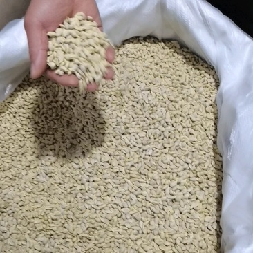 橘核中药材批发橘核天然晾产地直销质量保证量大从优