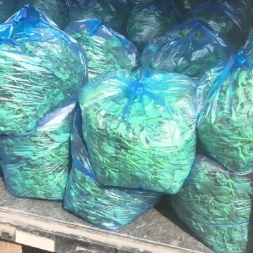 东台精品露天青菜苔产地直发对接商超批发市场全国发货