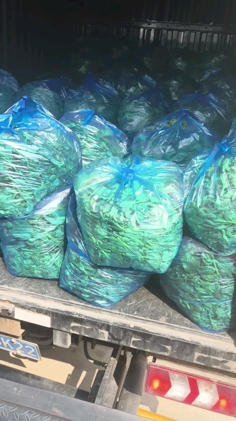 东台精品露天青菜苔产地直发对接商超批发市场全国发货