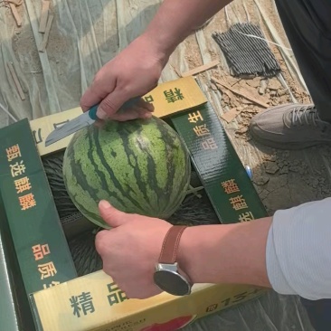 河北赵县精品美都，正在装车发货！