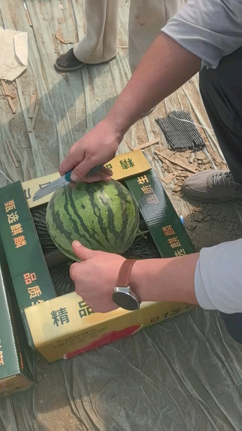 河北赵县精品美都，正在装车发货！