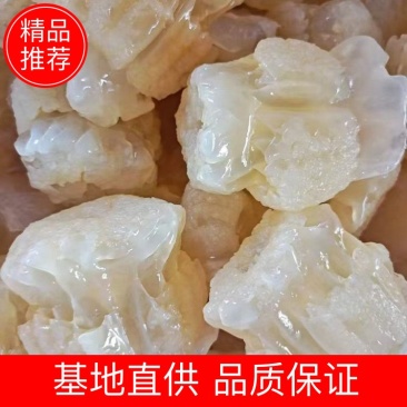 精品海蜇头墨西哥菊花头一点红八爪头特大印尼头