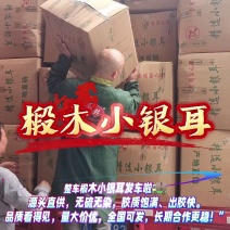 椴木银耳银耳椴木小银耳各种规格齐全电商货源软糯