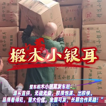椴木银耳银耳椴木小银耳各种规格齐全电商货源软糯