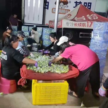 金桃枣广西鲜枣大量现货供应，诚信经营，视频看货代发全国