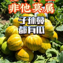 八里香杂交甜瓜种子糖蕾生金中大果型甜瓜种子基地专用