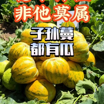 八里香杂交甜瓜种子糖蕾生金中大果型甜瓜种子基地专用