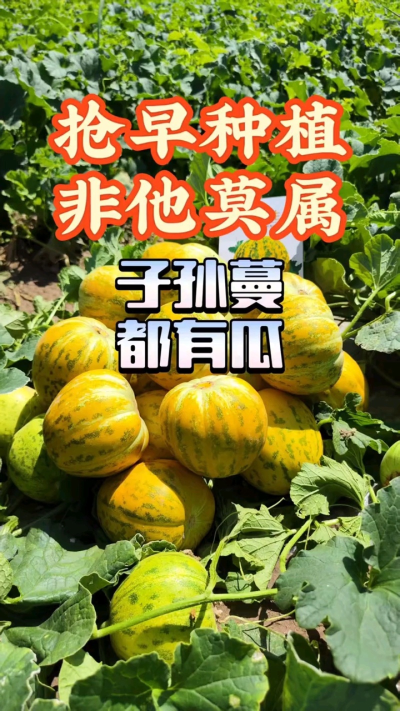 八里香杂交甜瓜种子糖蕾生金中大果型甜瓜种子基地专用