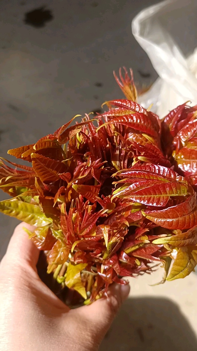 新鲜春芽到货，量大质优！