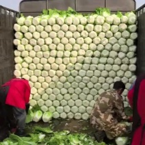 山东兰陵精品黄心大白菜，大量有货，价格不高，质量非常好，