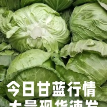 山东单县圆包菜大量上市质量保证包心紧实欢迎来电咨询