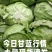 山东单县圆包菜大量上市质量保证包心紧实欢迎来电咨询