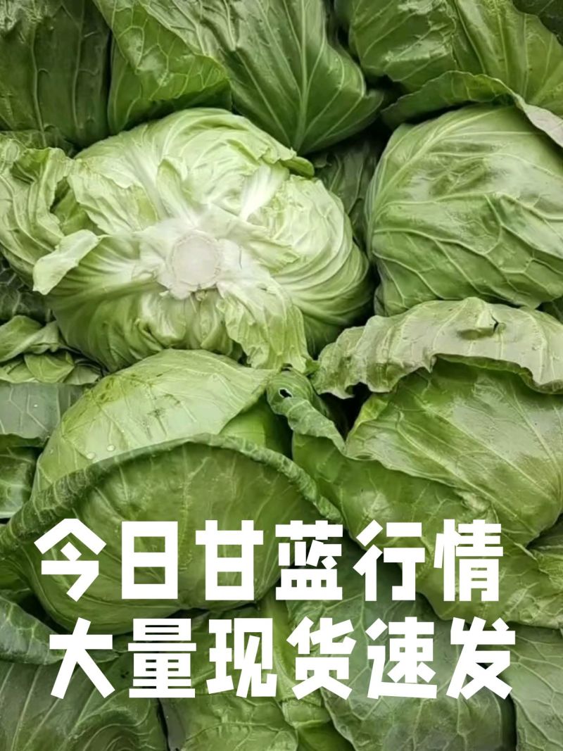 山东单县圆包菜大量上市质量保证包心紧实欢迎来电咨询
