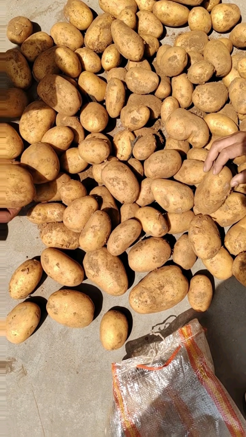 开封黄心土豆品质保障货源充足规格齐全货发全国