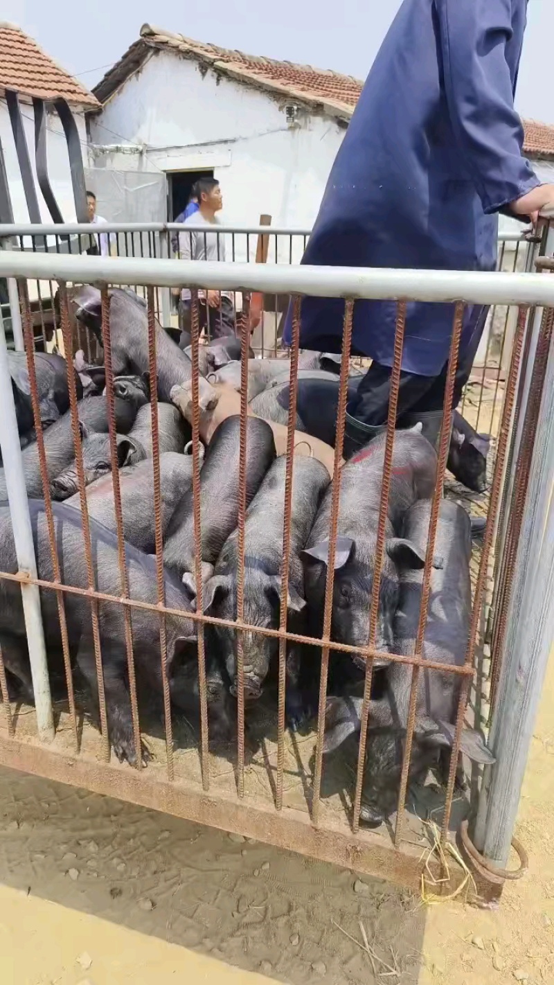 黑土仔猪厂家销售货源充足质量保证全国包邮包成