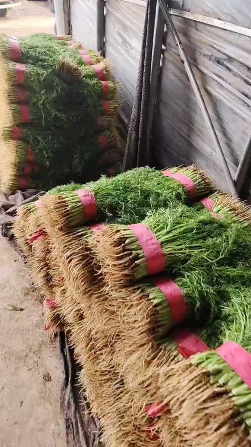 茴香苗优质大量供应茴香苗