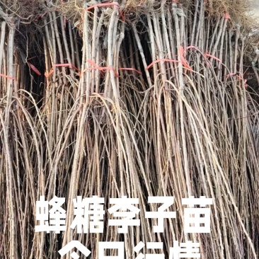 山东李子树苗、恐龙蛋李子、峰糖李、风味玫瑰、大生早熟