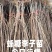 山东李子树苗、恐龙蛋李子、峰糖李、风味玫瑰、大生早熟