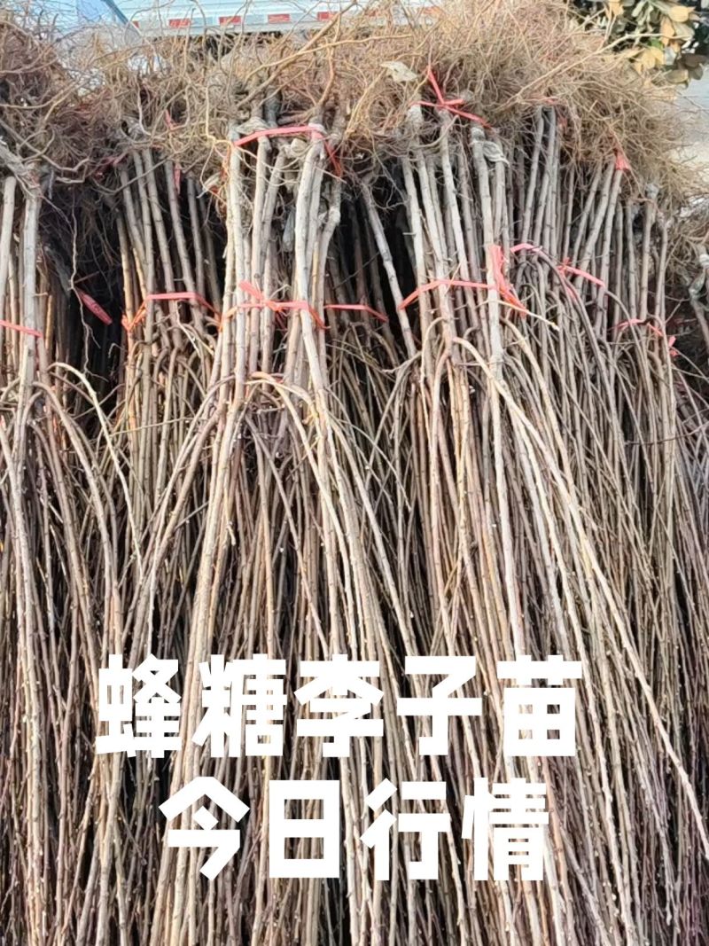 山东李子树苗、恐龙蛋李子、峰糖李、风味玫瑰、大生早熟