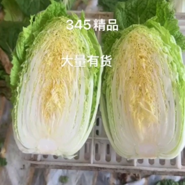精品白菜现货秒发欢迎联系