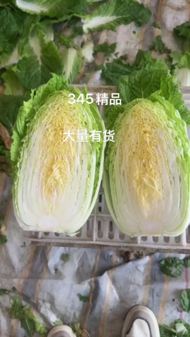 精品白菜现货秒发欢迎联系