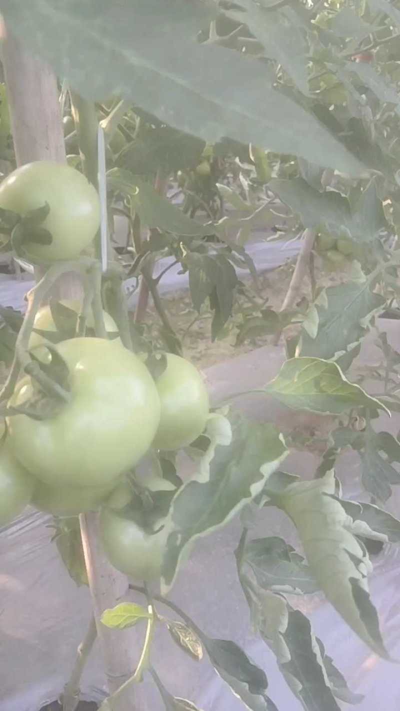 四川乐山石头番茄上市，产地直供欢迎选购