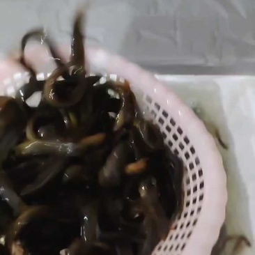 泥鳅大量有货基地直发常年供应可电联详谈