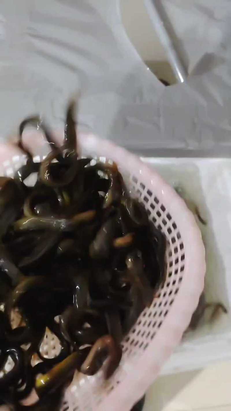 泥鳅大量有货基地直发常年供应可电联详谈