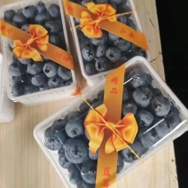 蓝莓F6，花香25，精致漂亮
