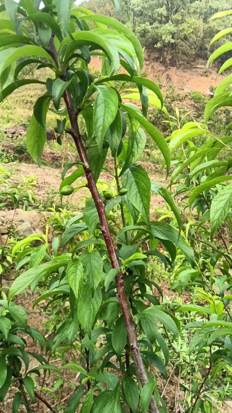 蜂糖李苖品质保证服务周到产地直供价格美丽欢迎咨询