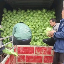 【诚信代收】陕西甘蓝莲花白包菜现货供应一手货源