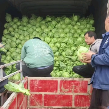 【诚信代收】陕西甘蓝莲花白包菜现货供应一手货源