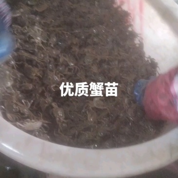 优质蟹苗出售，健康活泼，成活率高，助您轻松养殖，欢迎咨询！