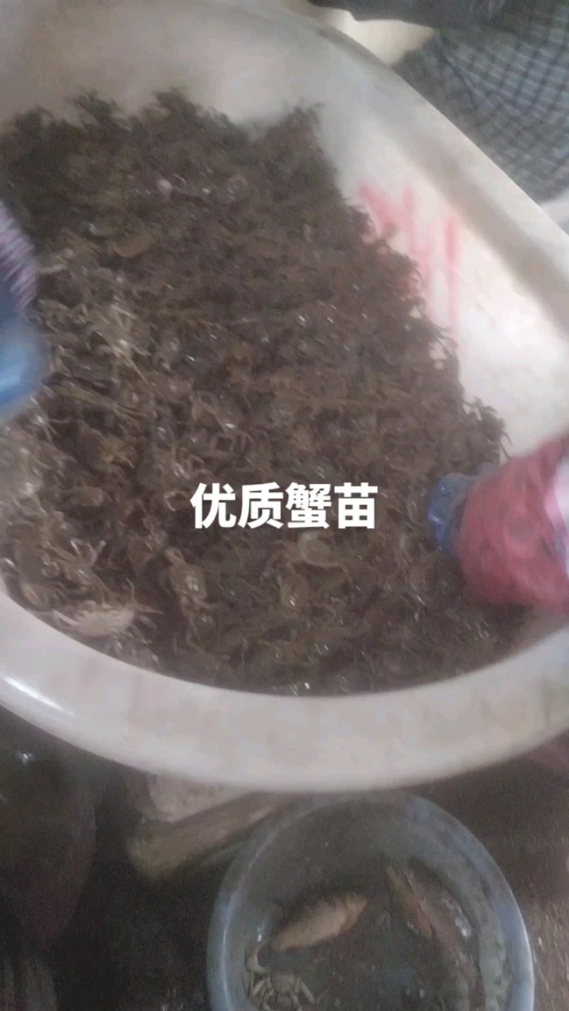优质蟹苗出售，健康活泼，成活率高，助您轻松养殖，欢迎咨询！