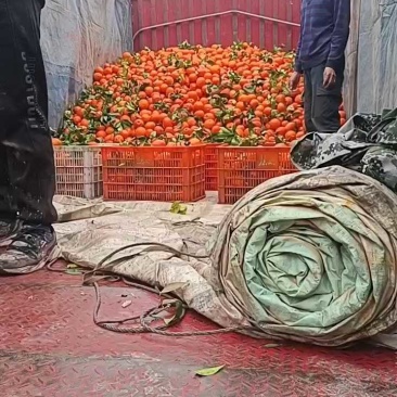 【纽荷尔脐橙】湖北宜昌橙子纽荷尔大量供货口感好品种多
