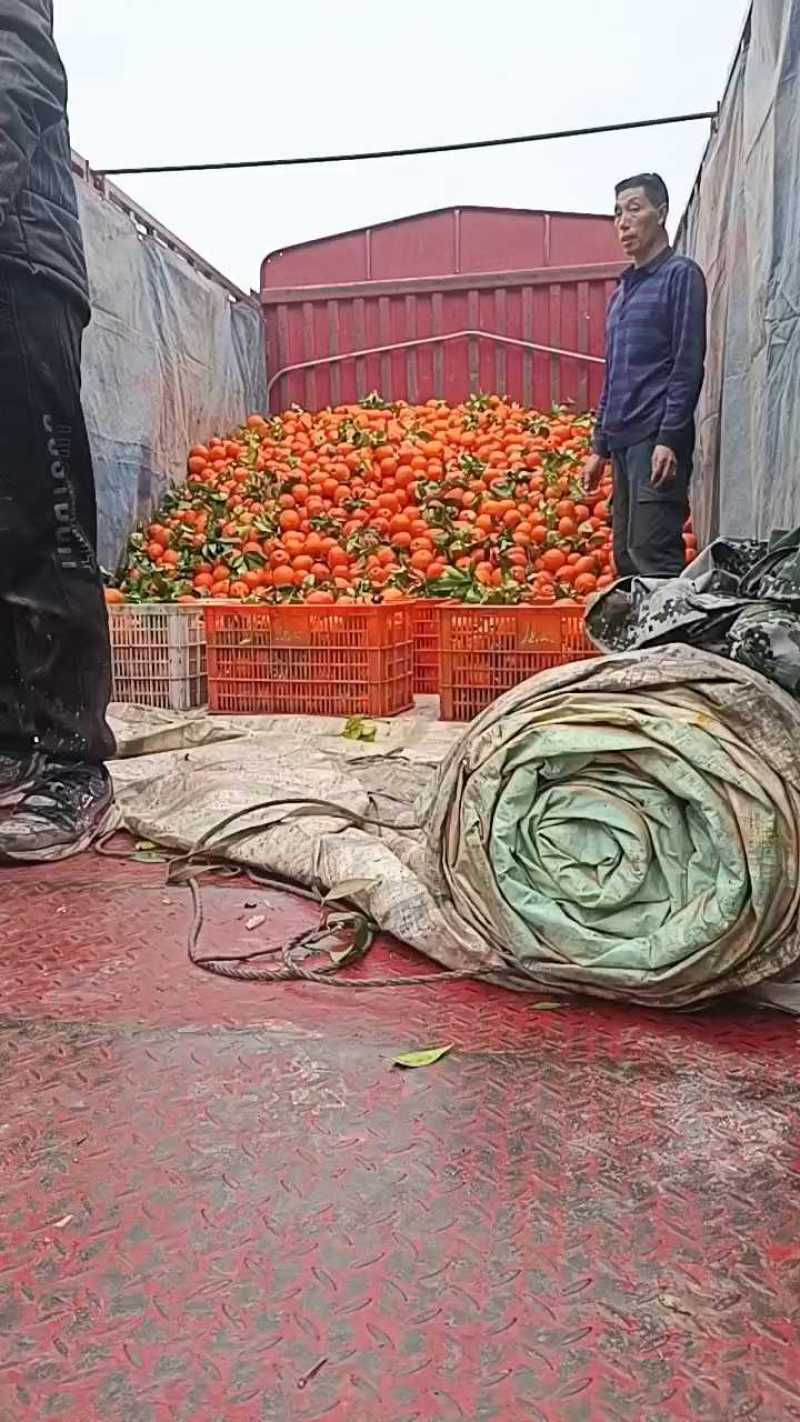 【纽荷尔脐橙】湖北宜昌橙子纽荷尔大量供货口感好品种多