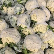 河南焦作博爱县蒋村散花基地，大量上市中，价格便宜
