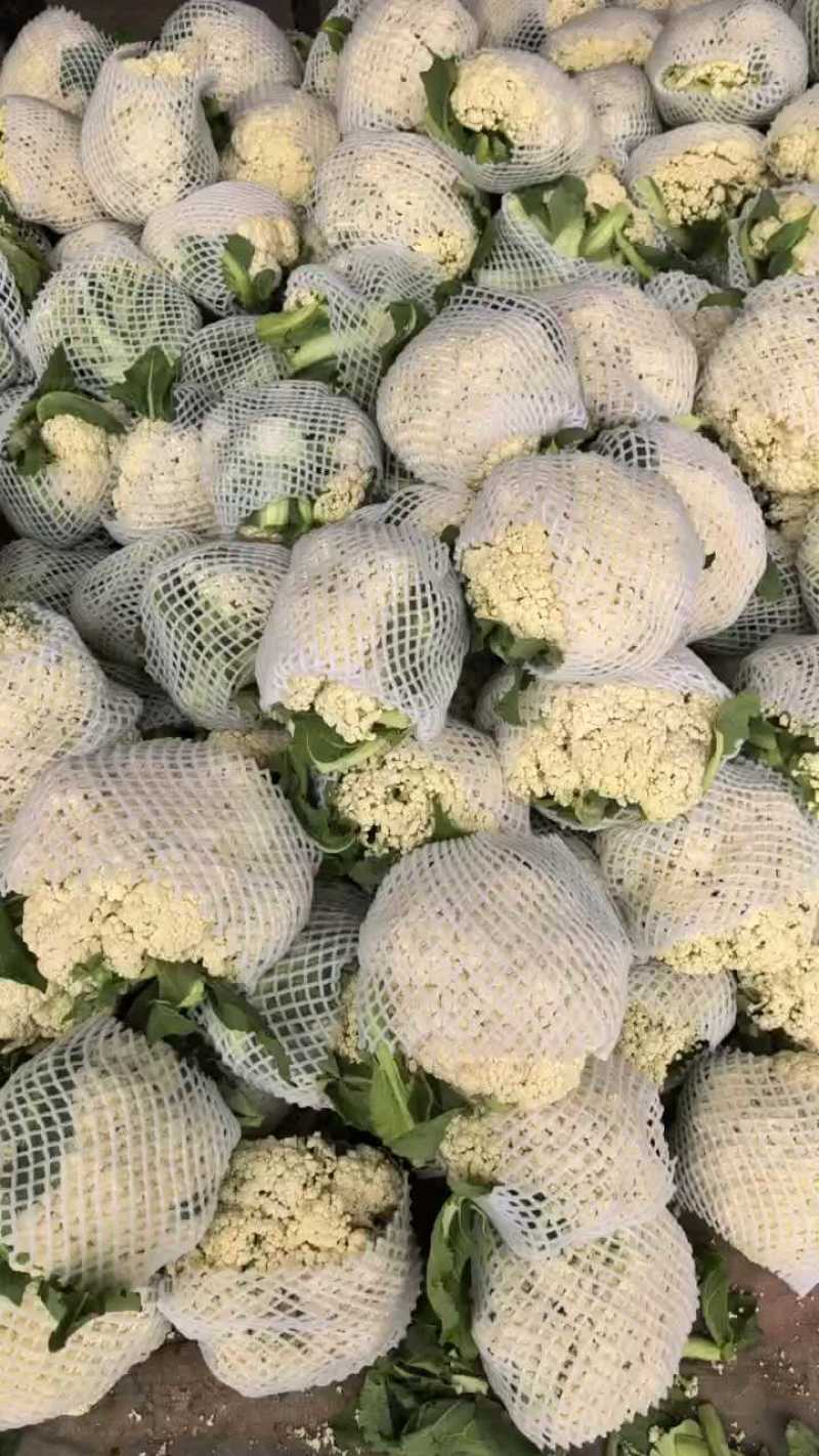 河南焦作博爱县蒋村散花基地，大量上市中，价格便宜