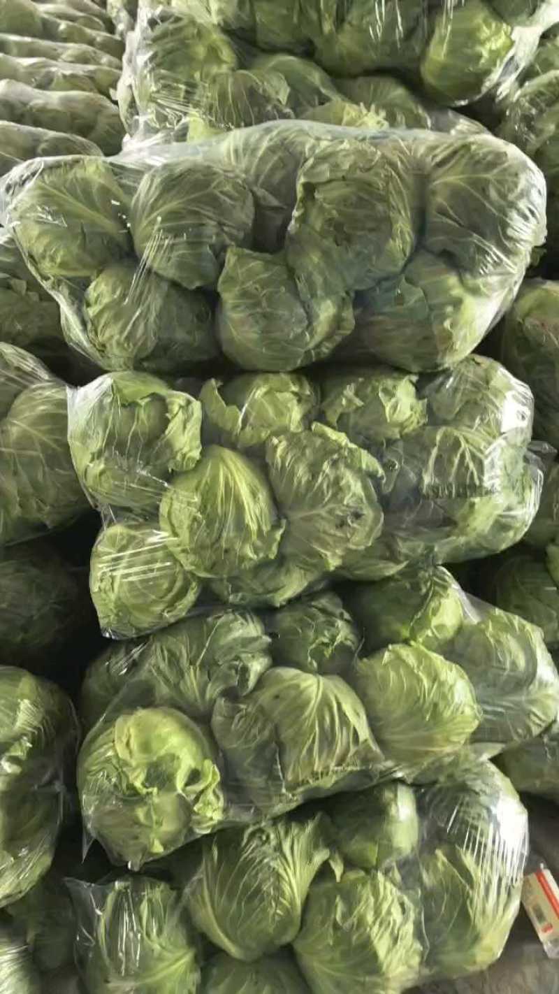 精品甘蓝七毛五，鲜货充足！