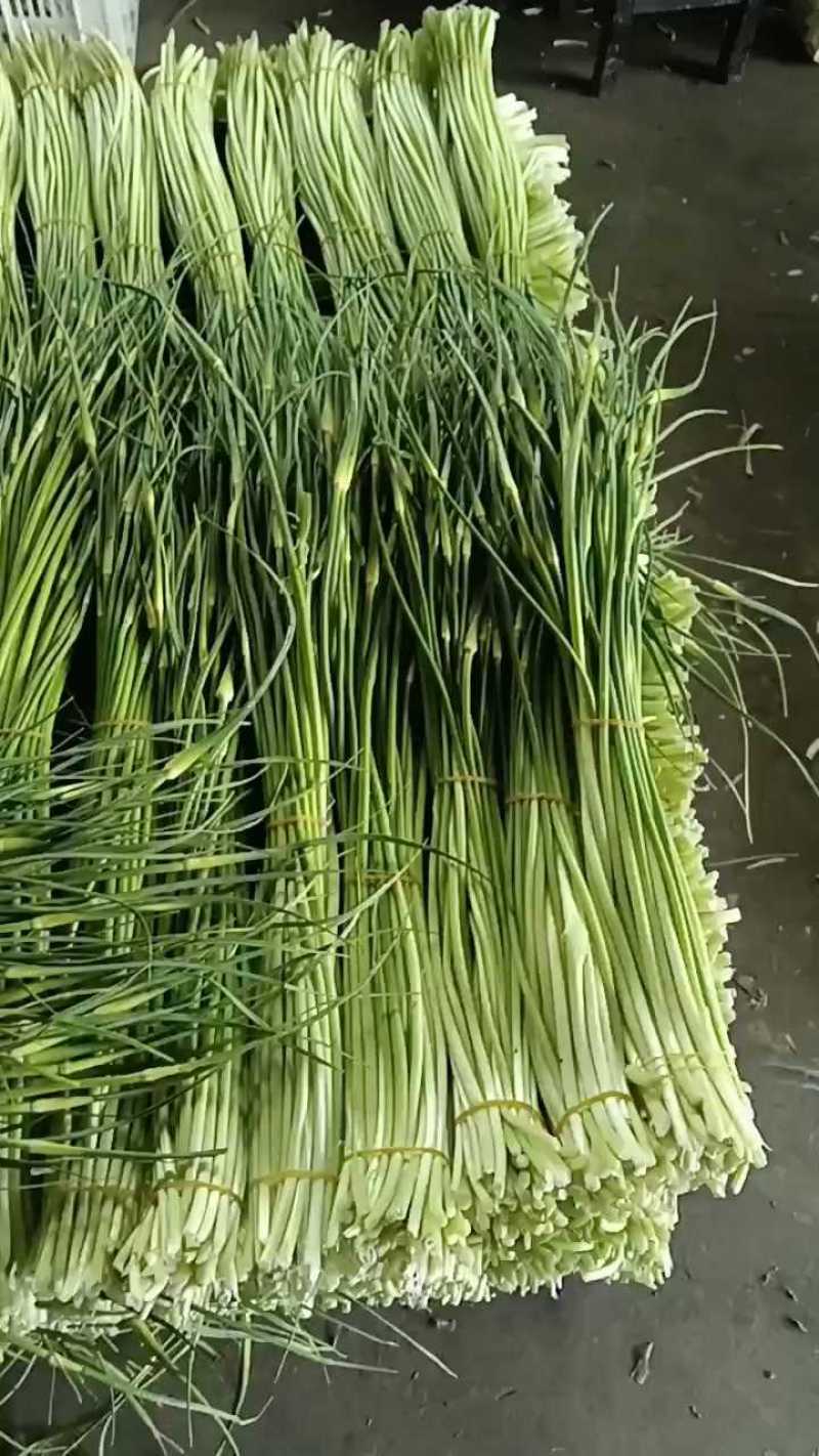 湖北白帽蒜薹大量上货中产地现货速发价格可谈欢迎致电