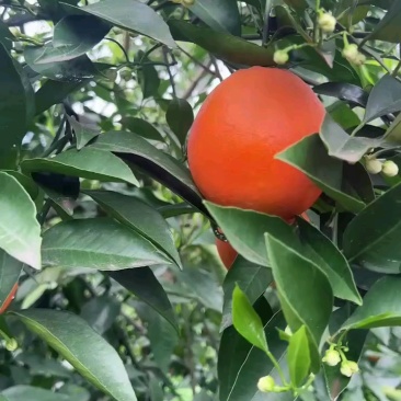 《伦晚脐橙》万州正宗橙子基地直发对接商超团购电商一条龙